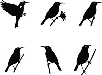 Silhouette vector illustration of small perched and flying birds on branches with flowers, black isolated wildlife animal shadow artwork collection design.