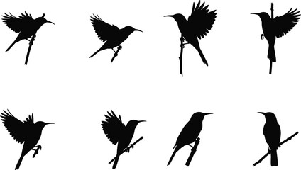 Silhouette vector illustration of small perched birds in various flying and sitting positions on branches, black isolated bird designs collection.