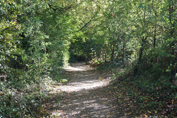 A beautiful sunlit woodland path winding through the lush green trees and fallen leaves at Oakham Nature Reserve, Mansfield, Nottinghamshire, England.