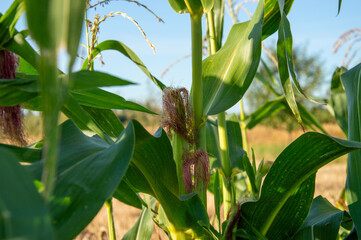 Fototapeta premium Close view of a corn plant featuring ears and silks under clear blue skies in a warm late summer field