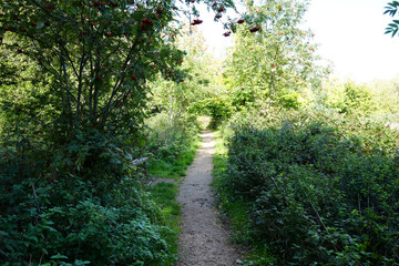 A winding woodland path through lush green trees with vibrant red berries at Oakham Nature Reserve, Mansfield, Nottinghamshire, England on a sunny day.