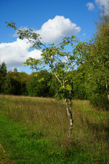 Bright blue sky with fluffy white clouds over a young tree and a field in Oakham Nature Reserve, Mansfield, Nottinghamshire, England on a sunny day