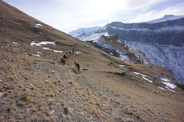 Horses Walking in the Caucasus Mountains