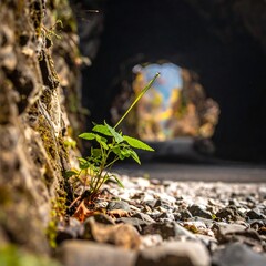 Small Plant Growing Through Crack in Stone Wall.