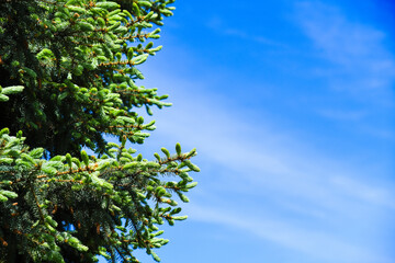Branches of a green pine tree.