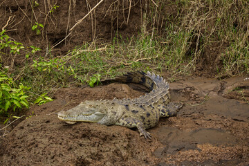 Crocodile resting on the bank of Rio Grande de Tarcoles  - the River in Puntarenas province, Costa Rica, Central America