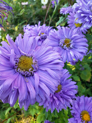 purple chrysanthemum flowers