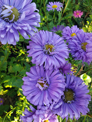 purple chrysanthemums in the garden