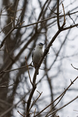 Fototapeta premium Nuthatch On A Branch