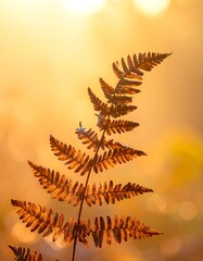Autumn fern in golden sunlight