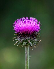 Purple Thistle Flower Closeup.