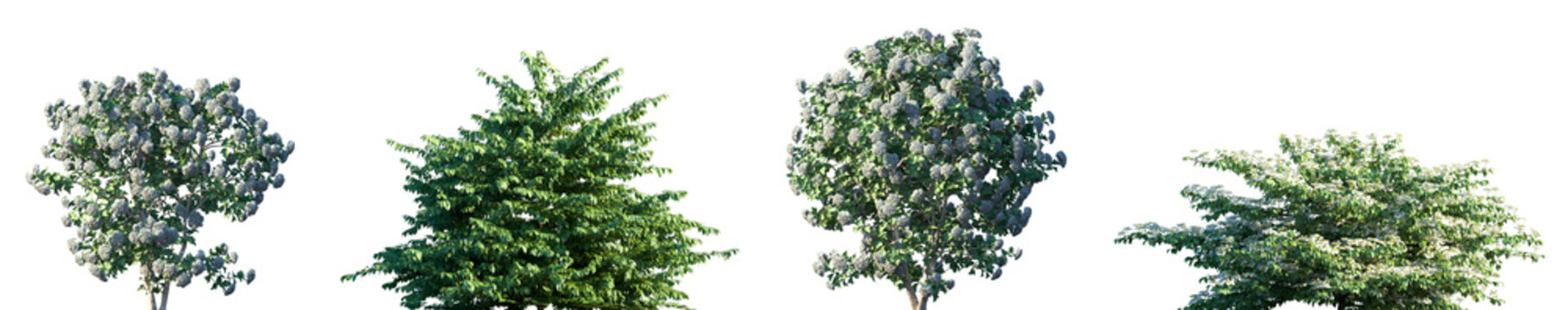 Set of 2 Viburnum opulus and 2 Viburnum plicatum frontal flowering isolated png on a transparent background perfectly cutout