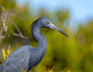 Close-up of a dark-blue bird