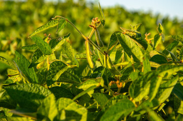 Healthy soybeans thrive in a vibrant field, showcasing their green leaves and pods during the warm afternoon light