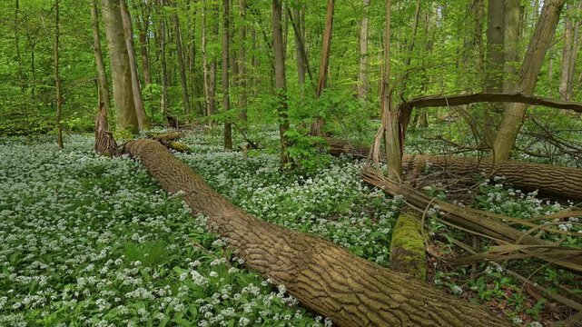 Bl&uuml;hender, B&auml;rlauch, Wald, frisch, Fr&uuml;hling, Bulau, Erlensee, Hanau, Hessen, Deutschland, Europe