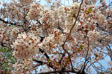 springtime cherry blossoms in bloom 