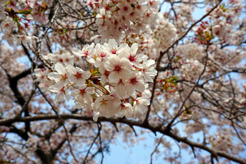Fototapeta premium springtime cherry blossoms in bloom 