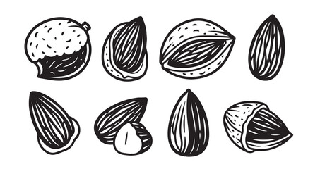 Almond (fruit & seed) Fruits Line Art Natural Organic Outline Design