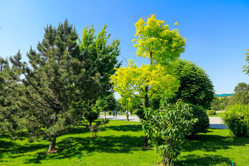 trees in the park