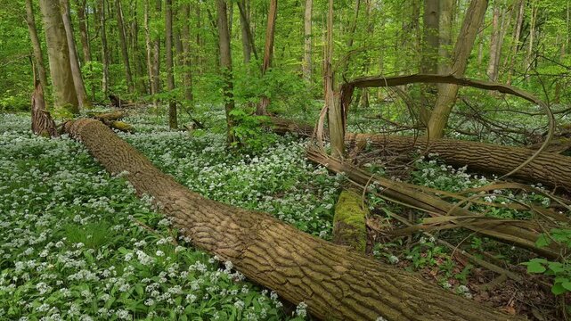 Bl&uuml;hender, B&auml;rlauch, Wald, frisch, Fr&uuml;hling, Bulau, Erlensee, Hanau, Hessen, Deutschland, Europe