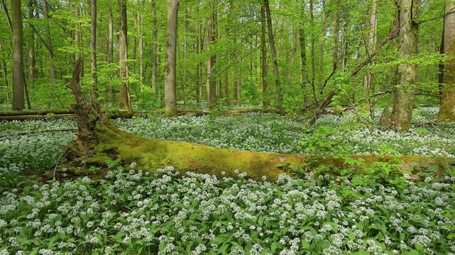 Bl&uuml;hender, B&auml;rlauch, Wald, frisch, Fr&uuml;hling, Bulau, Erlensee, Hanau, Hessen, Deutschland, Europe