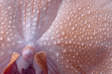Close-up Smoke selective soft focus Orchid flower petal, pistil stamen  with water drops. Natural blur pink beige pastel color background.