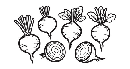 Beetroot Vegetable Line Art Vector Illustration
