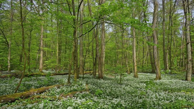 Bl&uuml;hender, B&auml;rlauch, Wald, frisch, Fr&uuml;hling, Bulau, Erlensee, Hanau, Hessen, Deutschland, Europe