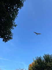 Bird soaring in clear blue sky above treetops on a bright sunny autumn day