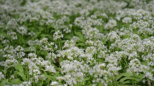 Bl&uuml;hender, B&auml;rlauch, frisch, Fr&uuml;hling, Bulau, Erlensee, Hanau, Hessen, Deutschland, Europe