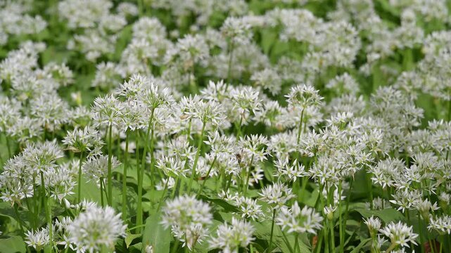 Bl&uuml;hender, B&auml;rlauch, frisch, Fr&uuml;hling, Bulau, Erlensee, Hanau, Hessen, Deutschland, Europe