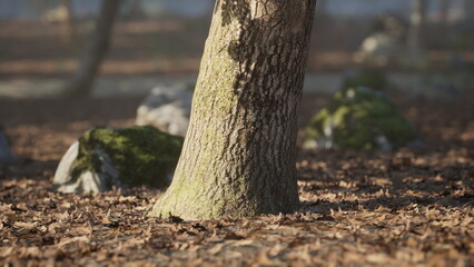In a peaceful forest, soft sunlight shines through the trees, highlighting the textured bark of a tree trunk and mossy rocks scattered among fallen leaves on the ground.