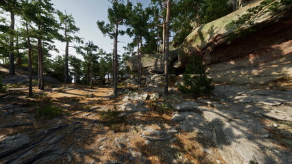 A dense forest filled with numerous trees and rocks creating a picturesque natural landscape.