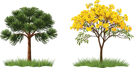 tree, foliage, blossom, seasonal, coniferous, evergreen, flowering, yellow, ornamental, trumpet, tabebuia, nature, landscape, vector, illustration, green, trunk, contrast, flora, comparison