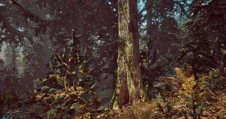 Sunlight filters through the dense canopy of trees, illuminating the forest floor filled with various plants and ferns. This tranquil setting showcases natures beauty.