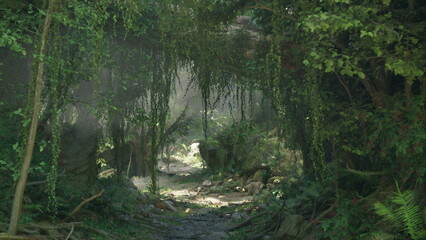 A path through a forest with lots of trees