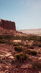 A small tree stands alone in the vast Nevada desert under the blazing sun.