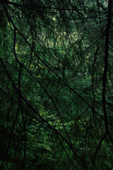 Moody vertical photo of pine branch with fresh raindrops in rainy forest atmosphere