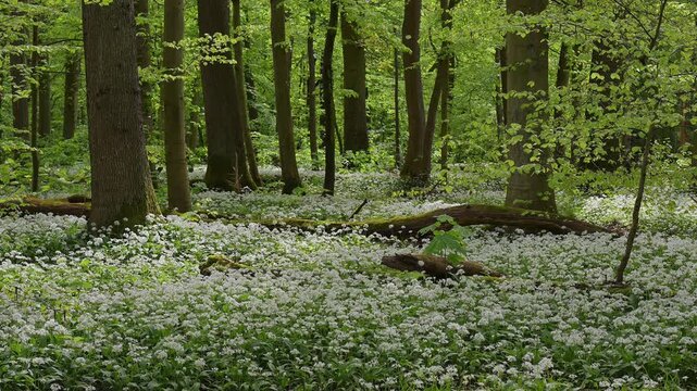 Bl&uuml;hender, B&auml;rlauch, Wald, frisch, Fr&uuml;hling, Bulau, Erlensee, Hanau, Hessen, Deutschland, Europe