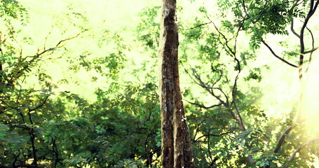 A dense forest filled with tall trees stretches upward, dappled sunlight filtering through the vibrant green leaves, creating a serene atmosphere in nature.