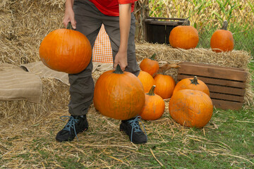 young boy standing and carrying two large orange pumpkins in front of an autumn harvest display with hay bales and corn stalks, concept of farm market, fall holiday, seasonal decor