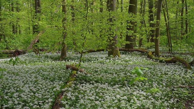 Bl&uuml;hender, B&auml;rlauch, Wald, frisch, Fr&uuml;hling, Bulau, Erlensee, Hanau, Hessen, Deutschland, Europe