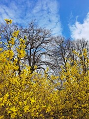 Fototapeta premium Yellow forsythia branches against a backdrop of tree and blue sky, capturing the vibrant essence of early spring.