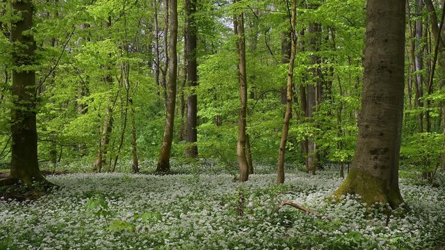 Bl&uuml;hender, B&auml;rlauch, Wald, frisch, Fr&uuml;hling, Bulau, Erlensee, Hanau, Hessen, Deutschland, Europe