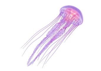 Pink jellyfish PNG isolated on transparent background, marine animal with long tentacles for design and educational use © Cian