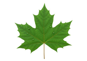 Fototapeta premium Green maple leaf with water droplets isolated on transparent background, vibrant foliage detail for autumn designs and nature themes