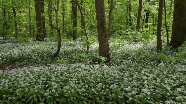 Bl&uuml;hender, B&auml;rlauch, Wald, frisch, Fr&uuml;hling, Bulau, Erlensee, Hanau, Hessen, Deutschland, Europe