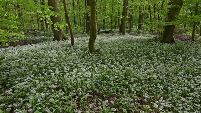 Bl&uuml;hender, B&auml;rlauch, Wald, frisch, Fr&uuml;hling, Bulau, Erlensee, Hanau, Hessen, Deutschland, Europe