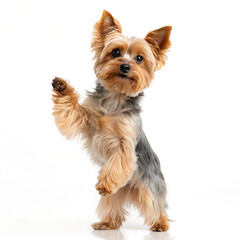 A yorkshire terrier standing on its hind legs with its paw raised against a white background studio shot