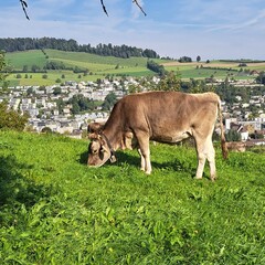 Kuh am grasen, Bauernhof, Natur, Schweiz
